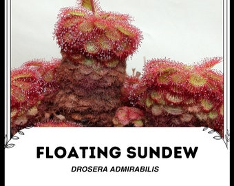 Flytande sileshår - Drosera admirabilis - Sällsynta 'Köttätande' frön - Aldrovanda Vesiculosa, Rödgul, Vattenhjulsväxt, Vattenflugfälla