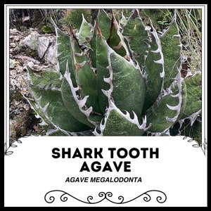 Agave shawii - Etsy 日本