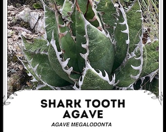 Agave Sharkskin Great White Shark 65 親株】【でぶ】【良型