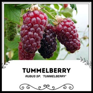 Tummelberry - Rubus sp. &#39;Tummelberry&#39; - Rare &#39;Fruit&#39; Seeds - Tummel Berry, Red-Black, Tummel Berry Vine, Rubus fruticosus &#39;Tummel&#39;