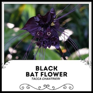 Black Bat Flower - Tacca chantrieri - Rare &#39;Plant&#39; Species - Black Tacca, Purple-Yellow, Devil Flower, Batwing Tacca, Devil Flower,Bat Plant