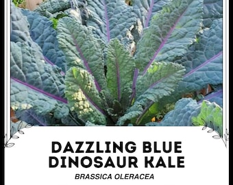 500 Semi Di Cavoli Vates Heirloom Delicious Verde Grande Per - Foto 4