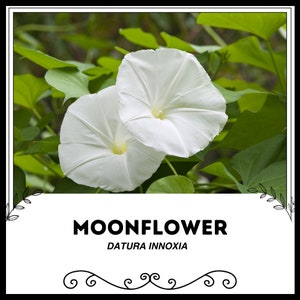 Moonflower - Datura innoxia - Rare &#39;Plant&#39; Seeds - Devils Trumpet, Thorn Apple, White-Yellow, Indian Apple, Belle de Nuit, Midnight Beauty