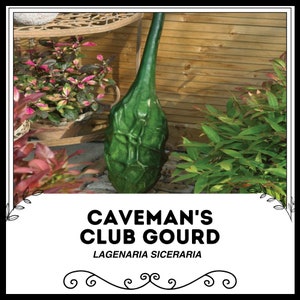 Caveman&#39;s Club Gourd - Lagenaria siceraria - Rare Heirloom Vegetable