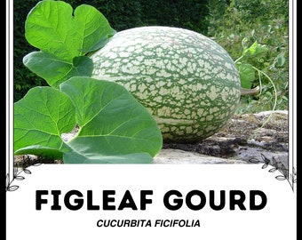 May include: A green figleaf gourd with white speckles, resting on a brown surface with green leaves. The text "FIGLEAF GOURD" and "CUCURBITA FICIFOLIA" is displayed below the gourd.