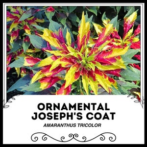 Ornamental Joseph&#39;s Coat - Amaranthus tricolor - Rare &#39;Plant&#39; Seeds - Indian Blanket, Yellow-Green, Sunset Flower, Summer Poinsettia