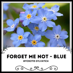 Può includere: Un gruppo di fiori blu di nontiscordardime con centri gialli. I fiori sono in fiore e hanno un aspetto delicato e morbido. Il testo "FORGET ME NOT - BLUE" e "MYOSOTIS SYLVATICA" è visualizzato sotto i fiori.