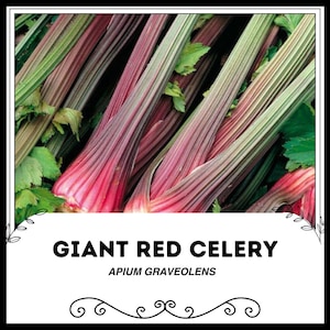 Könnte beinhalten: Nahaufnahme eines Bunds roter Selleriestangen. Der Sellerie hat eine tiefrote Farbe und einen grünlichen Farbton. Der Text "GIANT RED CELERY" und "APIUM GRAVEOLENS" ist am unteren Rand des Bildes sichtbar.