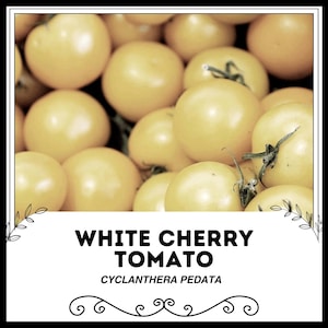 Weiße Kirschtomate - Solanum lycopersicum - Seltenes altes Gemüse
