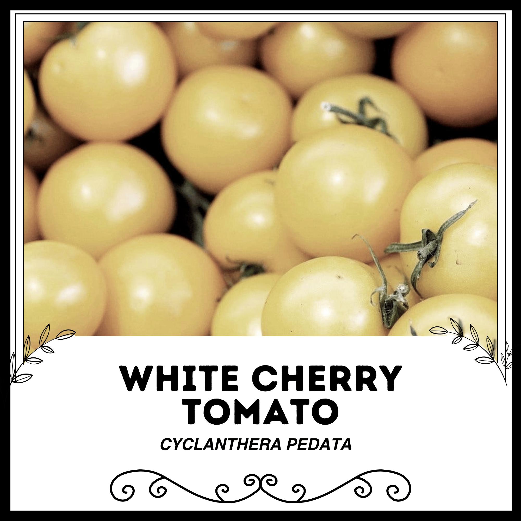 Un Pomodoro Ciliegia Su Un Fondo Bianco Immagine Stock - Immagine di Un Pomodoro Ciliegia Su Un Fondo Bianco Immagine Stock - Immagine di