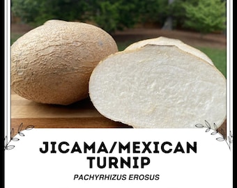 ヒカマ種子100粒、メキシコカブ、ヤムイモ - Etsy 日本