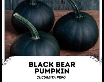 Zucca orso nero - Cucurbita pepo - Verdure rare antiche