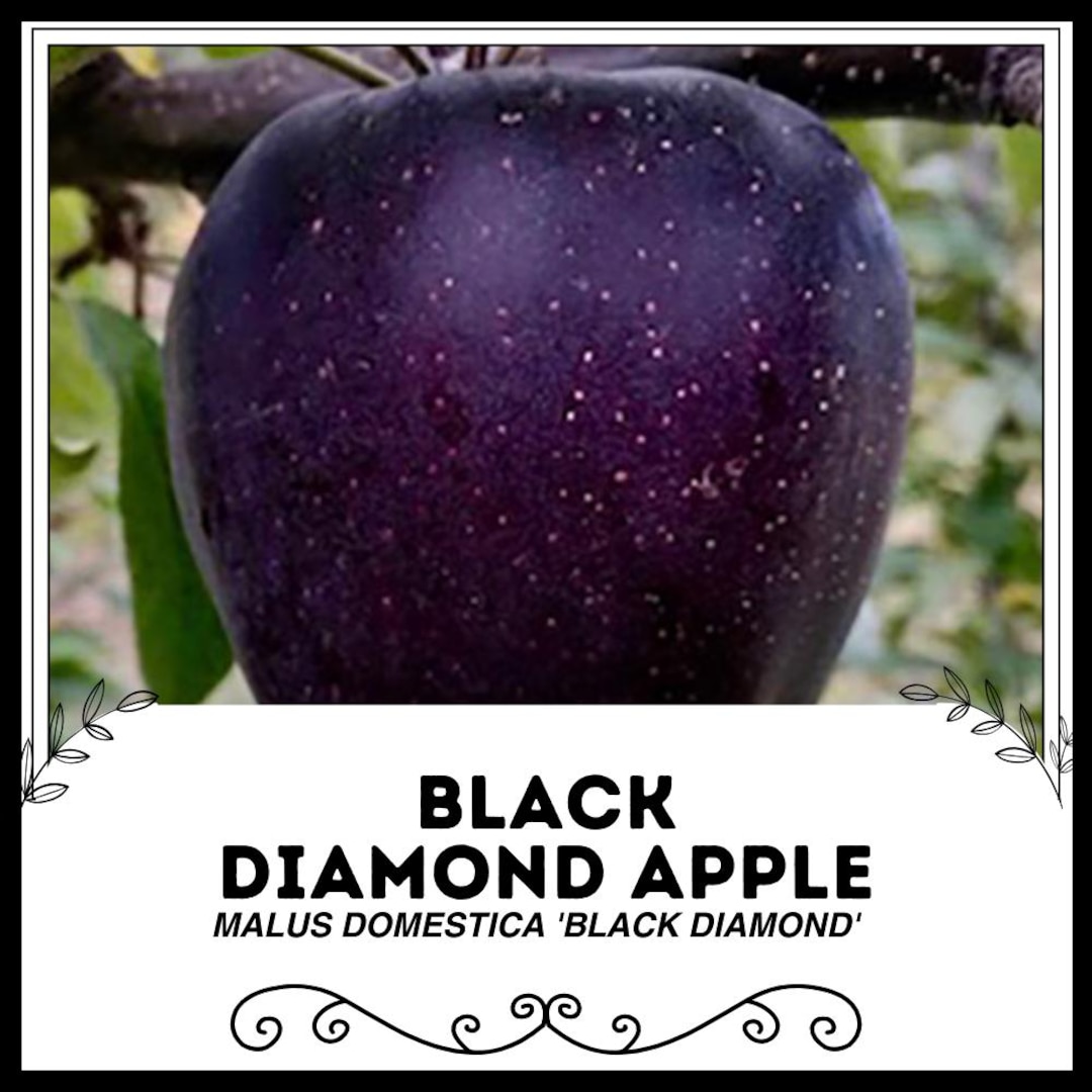 Black Diamond Apple - Malus Domestica 'black Diamond' - Rare