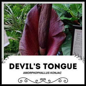 Op de afbeelding: Een close-up van een grote, donkerrode bloem met een lange, donkerpaarse spadix. De bloem wordt "Duivelstong" genoemd en is de Amorphophallus konjac plant.