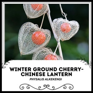 Wintergemahlene Kirsche - Chinesische Laterne - Physalis Alkekengi - Seltene &#39;Pflanzen&#39; Samen - Erdbeergrundkirsche, Blasenkirsche, Winterkirsche