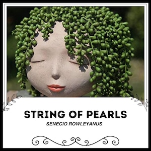 May include: A string of pearls succulent plant growing in a ceramic planter shaped like a woman's head. The plant has long, trailing stems with small, round leaves that resemble pearls. The planter is painted with a realistic face and closed eyes. The text "STRING OF PEARLS SENECIO ROWLEYANUS" is displayed below the image.