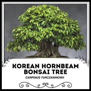 Peut inclure: Un Bonsaï de charme de Corée, également connu sous le nom de Carpinus Turczaninowii, est un petit arbre vert avec un tronc et des branches épais et noueux. L'arbre est en pot dans un pot brun et est présenté sur un fond gris.