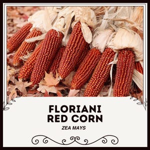 Floriani Red Corn - Zea mays - Rare Heirloom Vegetables