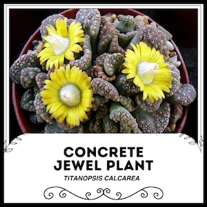 Concrete Jewel Plant - Titanopsis Calcarea - Rare Succulent 'Plants' Seeds - Rock Plant, Yellow-Brown, Stonecrop,Concrete Leaf, Pebble Plant