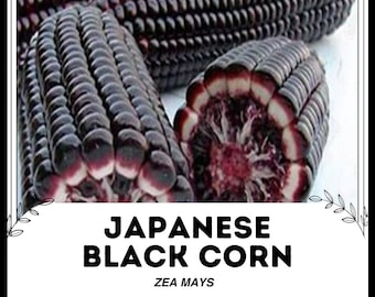 Maíz negro japonés - Zea mays - Vegetal de herencia rara