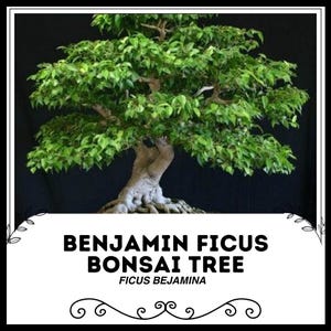 Puede incluir: Un árbol bonsái con un tronco grueso y muchas ramas. El árbol tiene hojas verdes y está en maceta en una maceta marrón. El texto "BENJAMIN FICUS BONSAI TREE FICUS BEJAMINA" se muestra debajo del árbol.