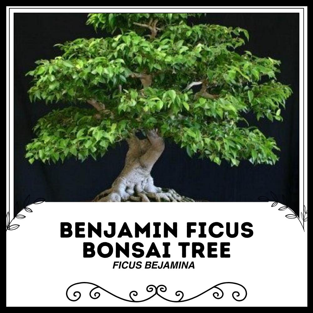 Birke bonsai baum - Etsy.de