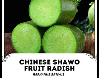 Rábano de fruta chino Shawo - Raphanus sativus - Verdura de herencia rara