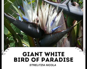 Ave del paraíso blanca gigante, - Strelitzia Nicola - Semillas raras de 'planta' - Ave blanca del paraíso, Strelitzia, flor de grulla, flor de lengua de pájaro