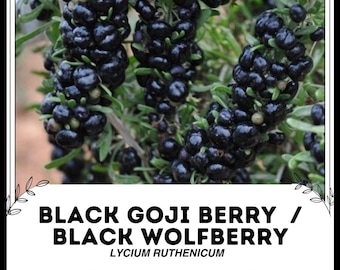 Black Goji Berry / Black Wolfberry - Lycium ruthenicum - Semillas raras de 'fruta' - Black Chinese Wolfberry, Black-Green, Black Matrimony Vine