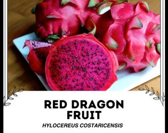 May include: Three red dragon fruits on a white plate. The fruit is cut open to reveal the pink flesh and black seeds. The text "RED DRAGON FRUIT HYLOCEREUS COSTARICENSIS" is below the image.