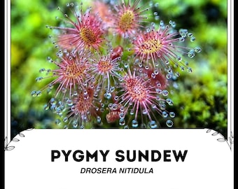 Pygmy Sundew - Drosera nitidula - Rare 'Carnivorous' Seeds - Drosera pygmaea, Red-Yellow, Dwarf Sundew, Drosera scorpioides, Pygmy Drosera