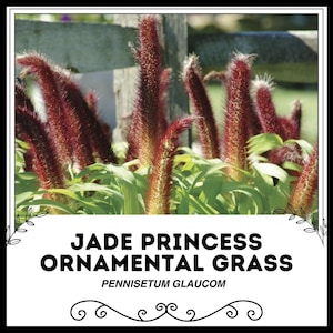 Jade Princess-siergras - Pennisetum Glaucom - Zeldzame &#39;plantenzaden&#39; - Japans bloedgras, roodgeel, Imperata cylindrica, zeggegras