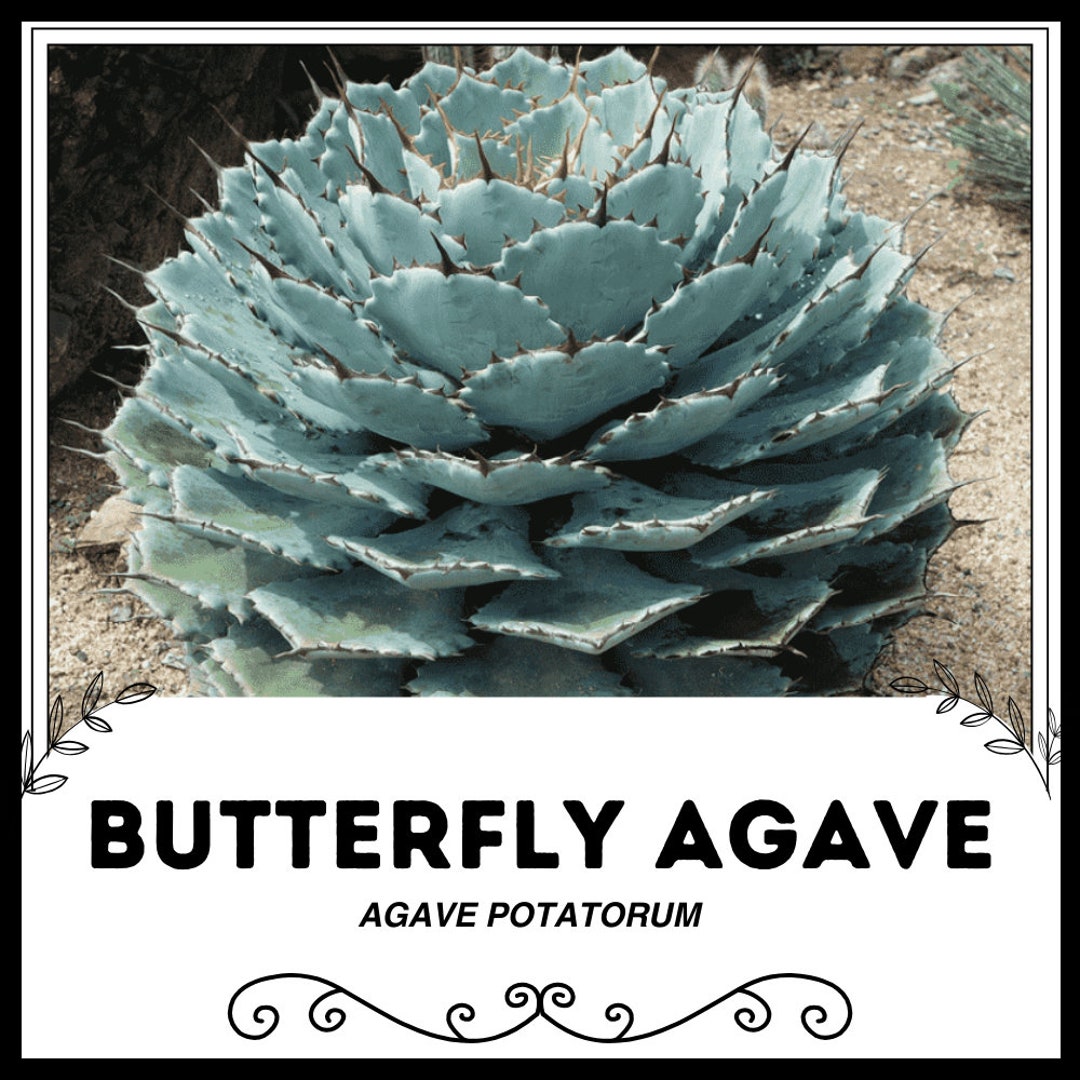 Butterfly Agave - Agave Potatorum - Rare 'succulent' Seeds