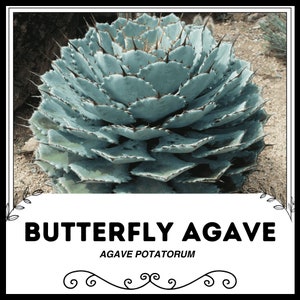 Agave Parryi Truncata 'Orizaba' - アガベ パリー トランカタ Agave Parryi Truncata 'Orizaba' - アガベ パリー トランカタ