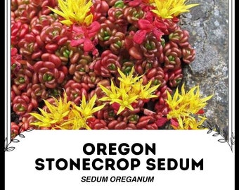 Oregon Stonecrop Sedum - Sedum oreganum - Semillas raras de 'Planta' - Oregon Stonecrop, Amarillo-Rosa, Crassulaceae, Oregon Sedum, Pacific Coast Sedum