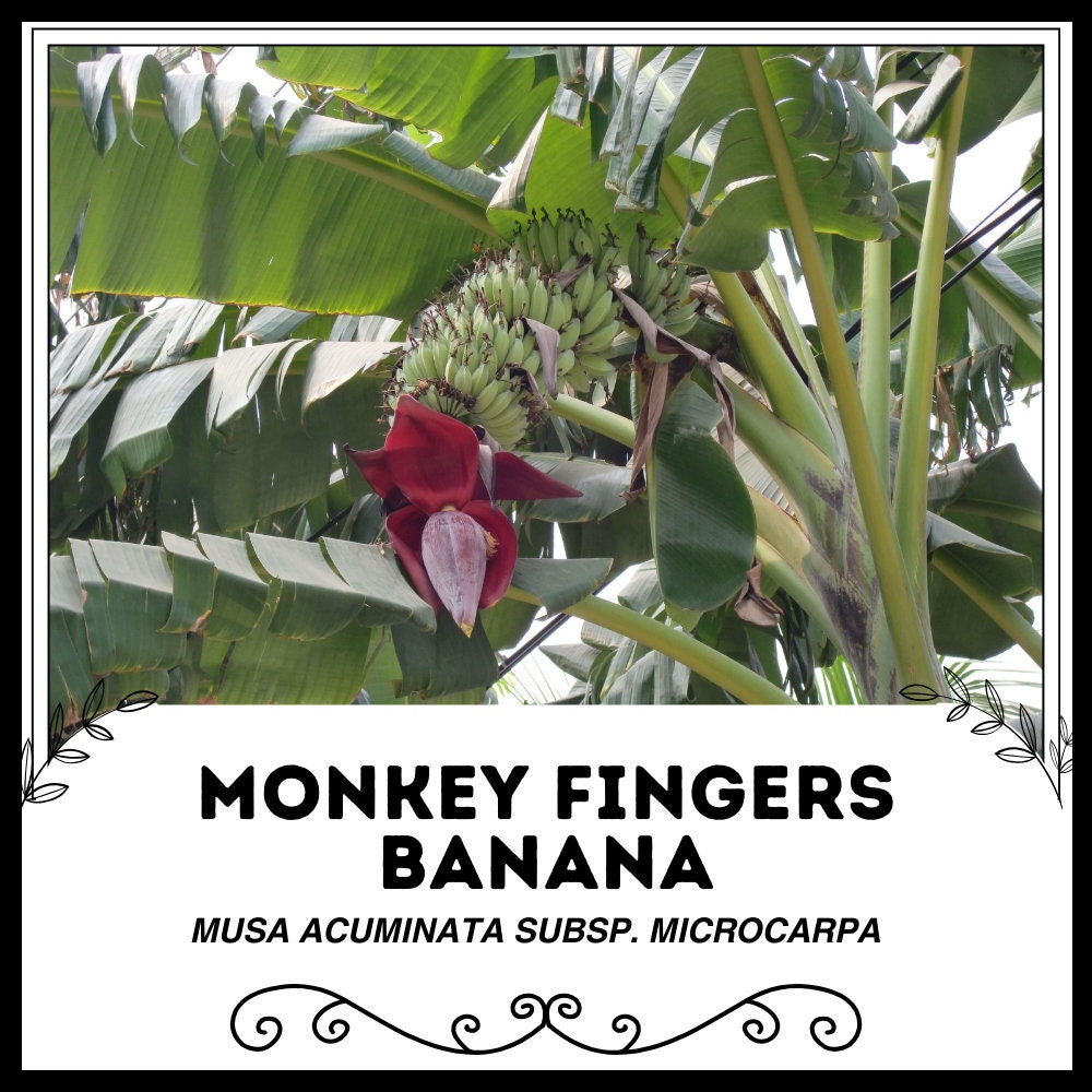 Musa aeae plant - Etsy 日本
