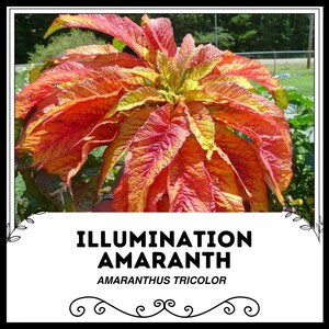 Illumination Amaranth - Amaranthus tricolor - Rare &#39;Plant&#39; Seeds - Tassel Power, Red-Yellow, Chinese Spinach, Foxtail Amaranth,Joseph&#39;s Coat