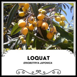 May include: A branch of a loquat tree, displaying clusters of ripe, yellow-orange fruit. The image includes the text "LOQUAT ERIOBOTRYA JAPONICA" in a white box with decorative borders. The leaves are green, and the sky is blue.