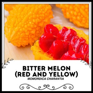 Bitter Melon(Red and Yellow) - Momordica charantia - Rare Heirloom Vegetable