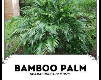 Bambupalm - Chamaedorea seifrizii - Frön från sällsynta 'växter' - Rödpalm, Gröngul, Chamaedorea, Neanthe Bella-palm, Viktoriansk salongspalm