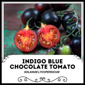 Indigo Blue Chocolate Tomato - Solanum lycopersicum - Rare Heirloom Vegetable