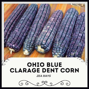 Ohio Blue Clarage Dent Corn - Zea mays - Rare Heirloom Vegetables