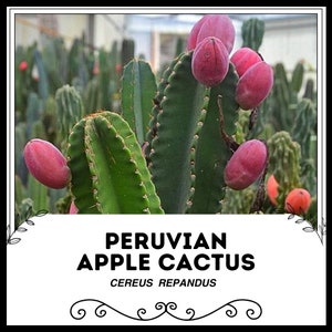 Peruvian apple cactus - Etsy sterreich