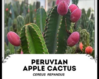 Peruvian Apple Cactus Cereus Repandus - Etsy 日本