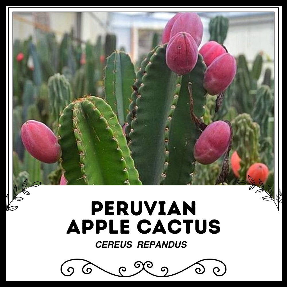 Cereus repandus - Etsy 日本