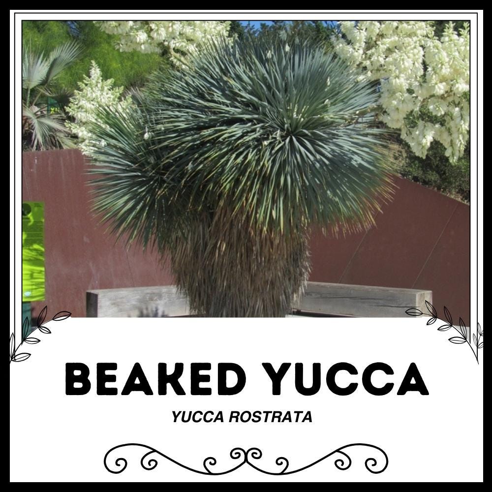 Yucca rostrata - Etsy 日本