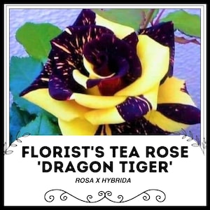 Puede incluir: Primer plano de una rosa de té amarilla y morada con el texto "FLORIST'S TEA ROSE 'DRAGON TIGER' ROSA X HYBRIDA" debajo de la rosa.