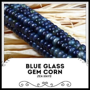 Blue Glass Gem Corn - Zea mays - Rare Heirloom Vegetables