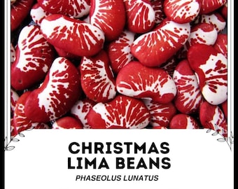 Phaseolus lunatus - Wikipedia, la enciclopedia libre