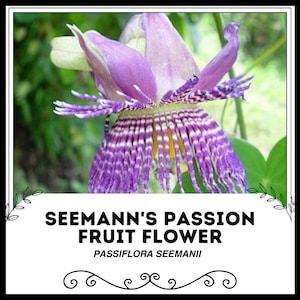 Flor de maracuyá de Seemann - Passiflora seemanii - Semillas raras de 'planta' - Pasiflora roja, Púrpura-Blanca, Granadilla amarilla de Seemann
